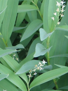 Maianthemum spp.